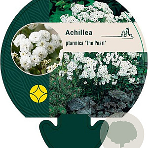 Achillea ptarmica 'The Pearl' GM P9