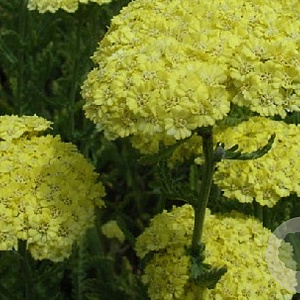 Achillea 'Taygetea' GM P9