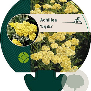 Achillea 'Taygetea' GM P9