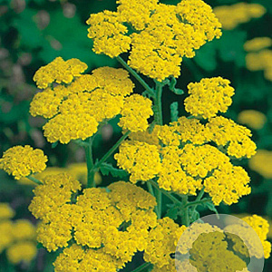 Achillea tomentosa GM P9