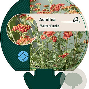 Achillea 'Walther Funcke' GM P9