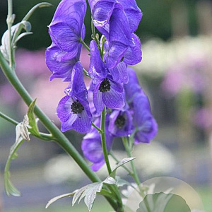 Aconitum carmichaelii GM P9
