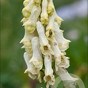 Aconitum lamarckii GM P9