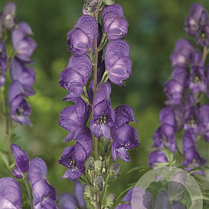 Aconitum napellus GM P9