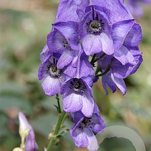 Aconitum napellus GM P9
