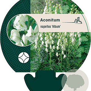 Aconitum napellus 'Album' GM P9