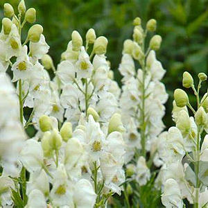 Aconitum napellus 'Schneewittchen' GM P9
