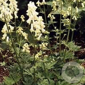 Aconitum septentrionale 'Ivorine' GM P9