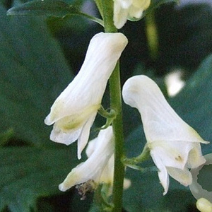 Aconitum septentrionale 'Ivorine' GM P9