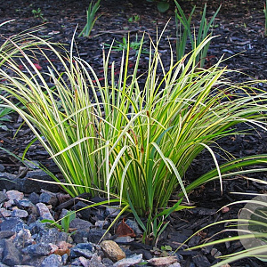 Acorus gramineus 'Oborozuki' GM P9