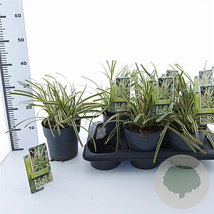 Carex morrowii 'Goldband' 20-25 cm 2,0L