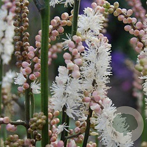 Actaea japonica 'Cheju-do' GM P9