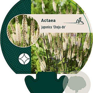 Actaea japonica 'Cheju-do' GM P9