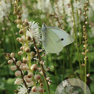 Actaea japonica 'Cheju-do' GM P9