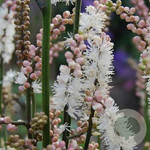 Actaea japonica 'Cheju-do' GM P9