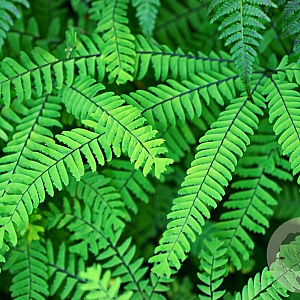 Adiantum pedatum GM P9