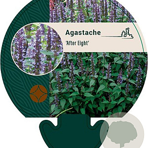 Agastache 'After Eight' GM P9