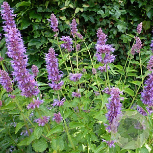 Agastache 'Blue Boa' GM P9