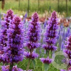 Agastache 'Blue Boa' GM P9