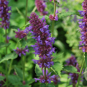 Agastache 'Blue Boa' GM P9