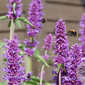 Agastache 'Blue Boa' GM P9