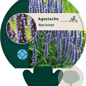 Agastache 'Blue Fortune' GM P9
