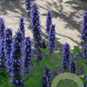 Agastache 'Blue Fortune' GM P9