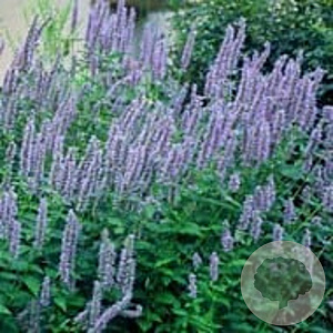 Agastache foeniculum GM P9