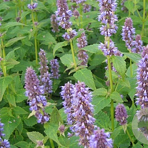 Agastache foeniculum GM P9
