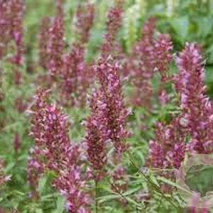 Agastache 'Linda' GM P9