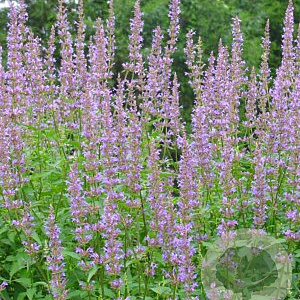 Agastache 'Purple Haze' GM P9