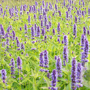 Agastache rugosa GM P9