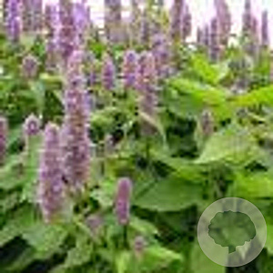 Agastache rugosa GM P9