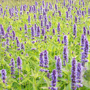 Agastache rugosa GM P9