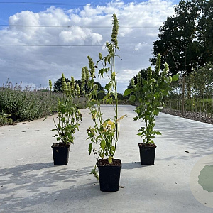 Agastache rugosa 'Alabaster' GM P9