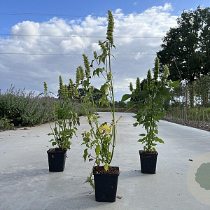 Agastache rugosa 'Alabaster' GM P9