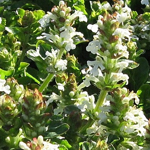 Ajuga reptans 'Alba' GM P9