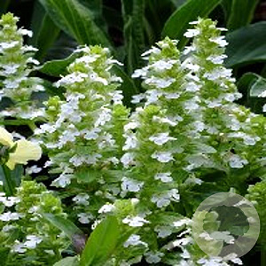Ajuga reptans 'Alba' GM P9