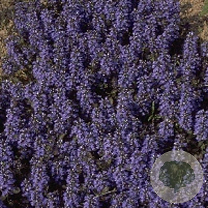 Ajuga reptans 'Atropurpurea' GM P9