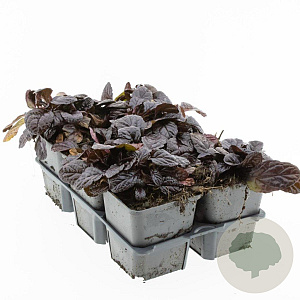Ajuga reptans 'Atropurpurea' GM P9