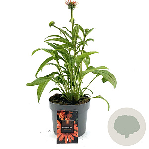 Echinacea Lakota Orange GM 2,0L