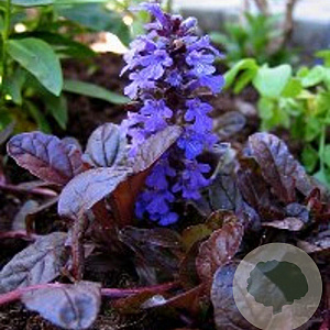 Ajuga reptans 'Braunherz' GM P9