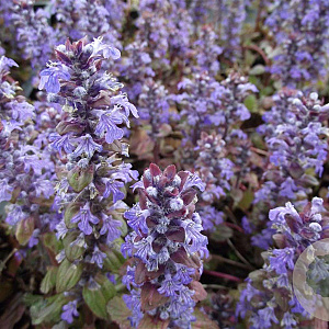 Ajuga reptans 'Braunherz' GM P9