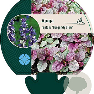 Ajuga reptans 'Burgundy Glow' GM P9