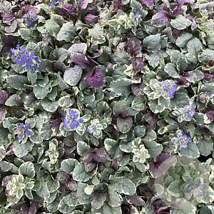 Ajuga reptans 'Burgundy Glow' GM P9