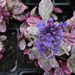 Ajuga reptans 'Burgundy Glow' GM P9