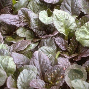 Ajuga reptans 'Catlin's Giant' GM P9