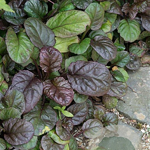 Ajuga reptans 'Catlin's Giant' GM P9