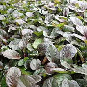 Ajuga reptans 'Catlin's Giant' GM P9