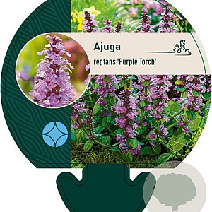 Ajuga reptans 'Purple Torch' GM P9